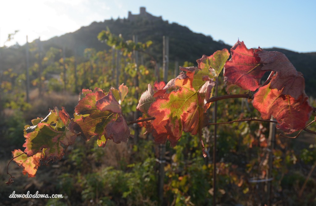 Winnice w okolicy Collioure, Francja 