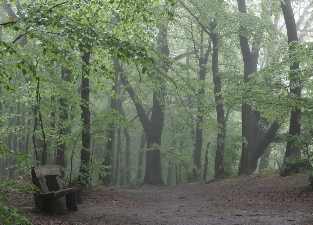 Mistyczny las, Sopot