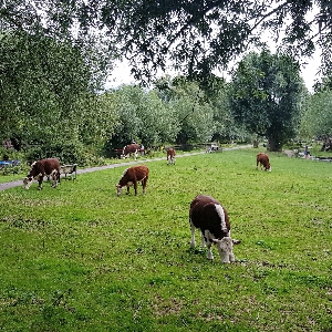 Krowy w parku