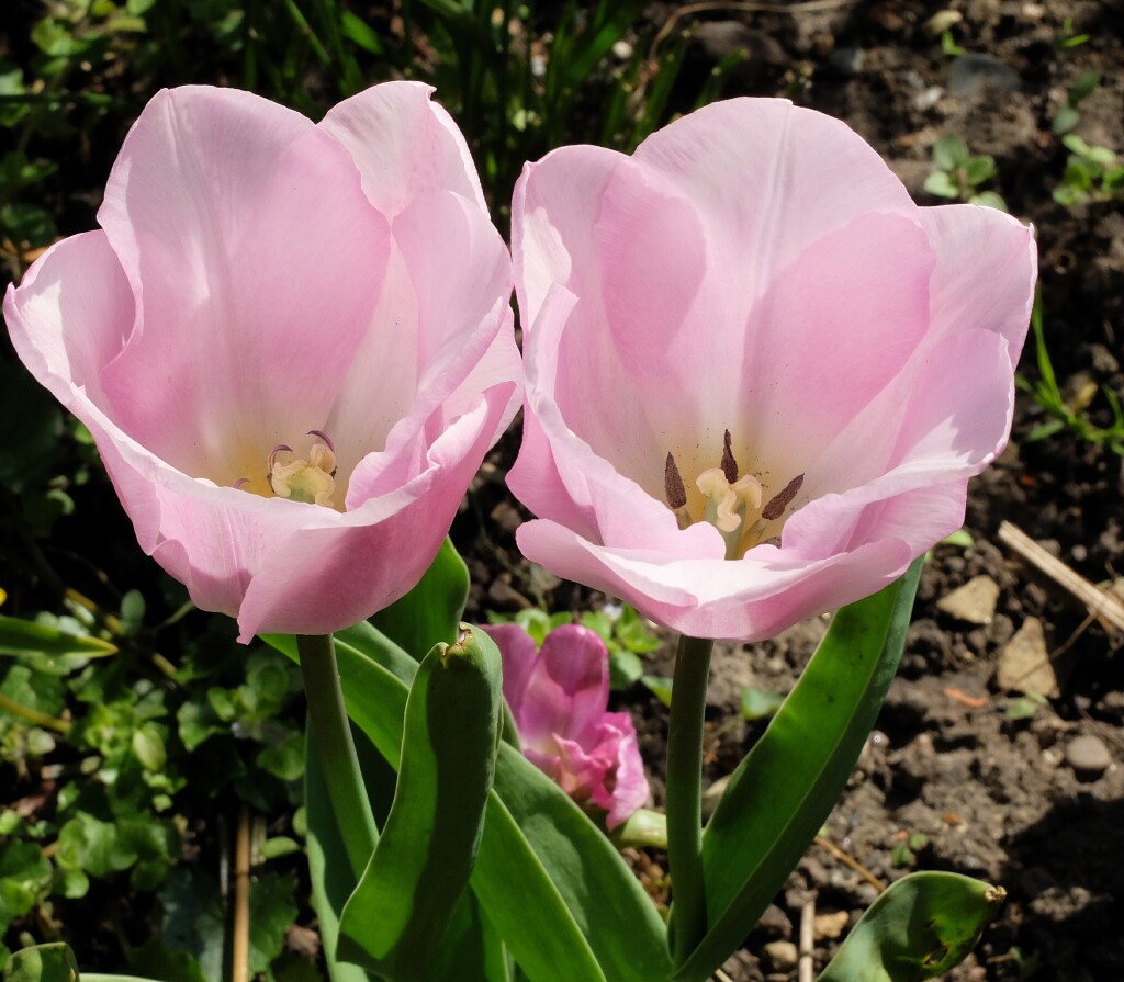 Kwietniowe tulipany