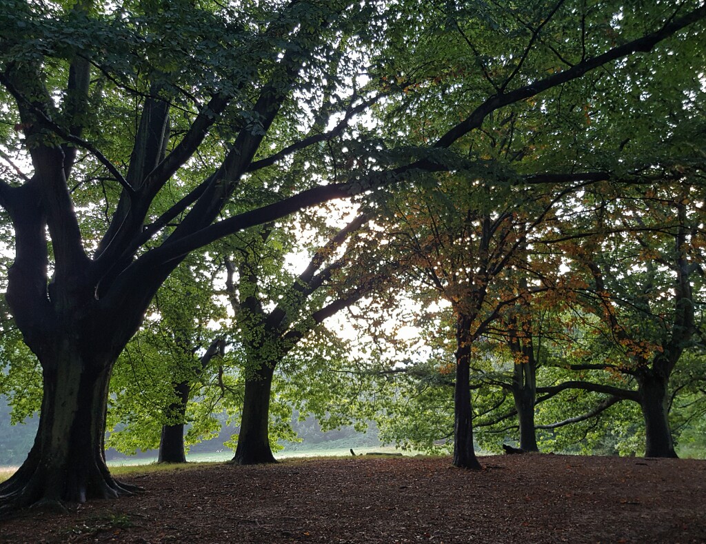 Hampstead Heath - w parku