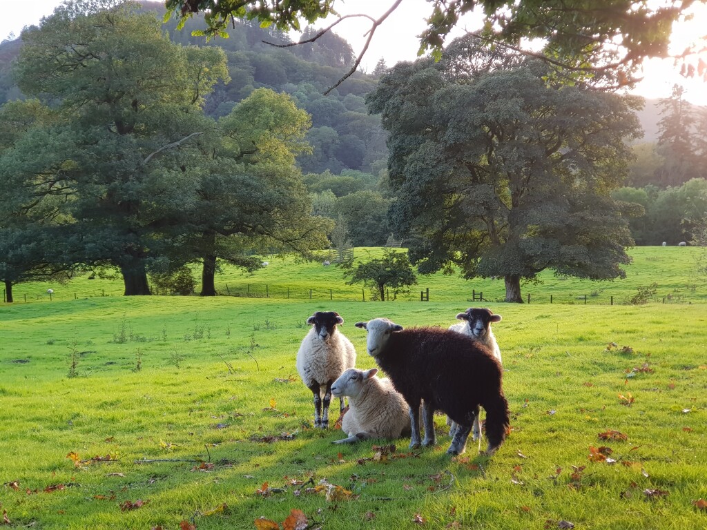 Owce w Lake District