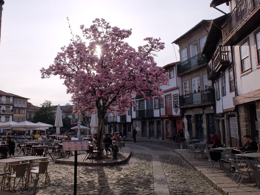 Magnolia na Starym mieście, Guimaraes