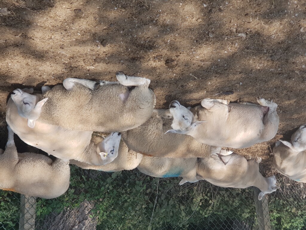 Lato - owce